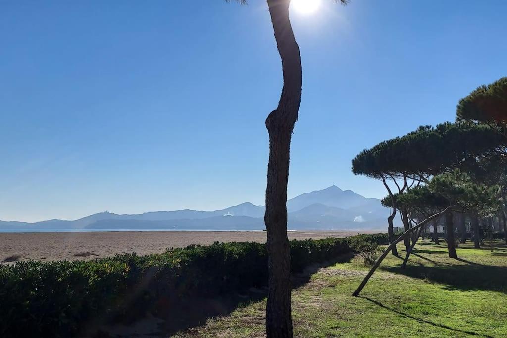 Appartement Renove Avec Balcon A 100 M De La Plage Argeles-sur-Mer Bagian luar foto